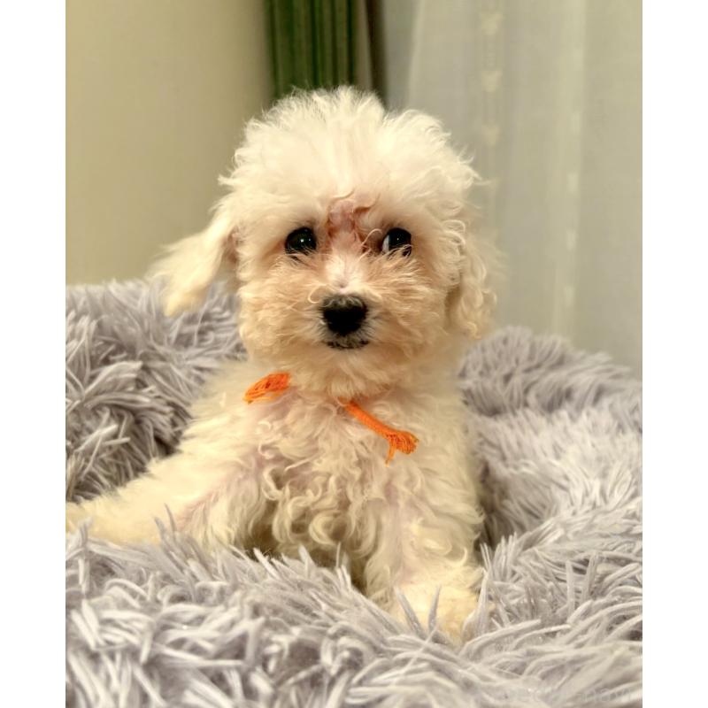 販売中の東京都のミックス犬-404061の10枚目