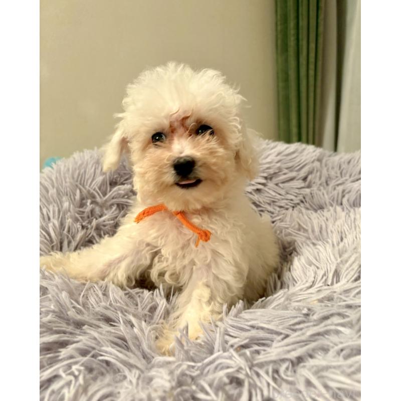 販売中の東京都のミックス犬-404061の9枚目