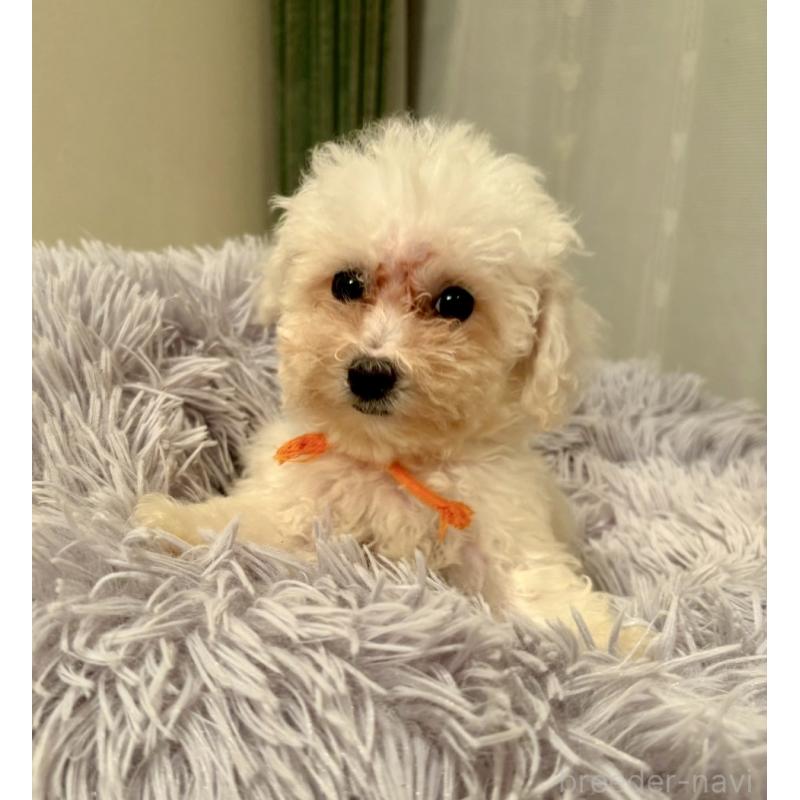 販売中の東京都のミックス犬-404061