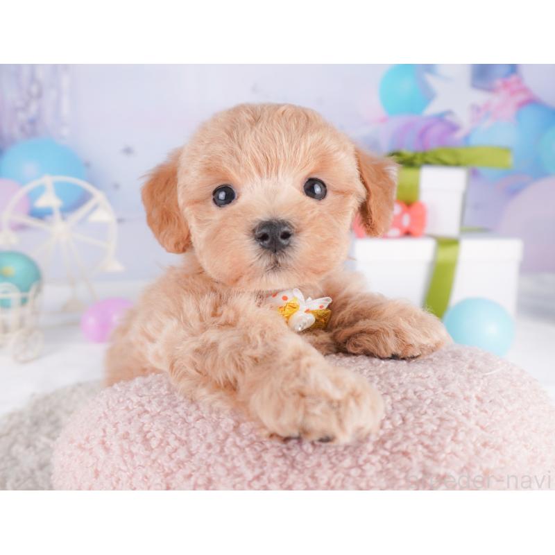 販売中の千葉県のマルプー:マルチーズ×トイプードル-416808の8枚目