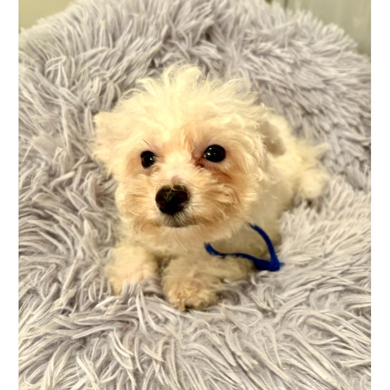 販売中の東京都のミックス犬-404054