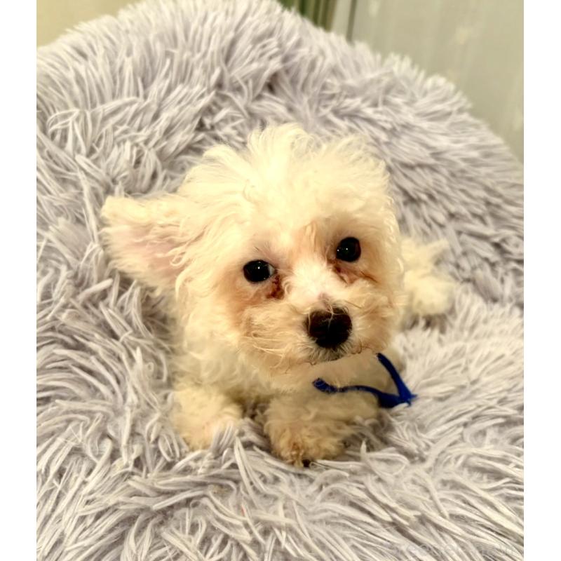 販売中の東京都のミックス犬-404054の3枚目