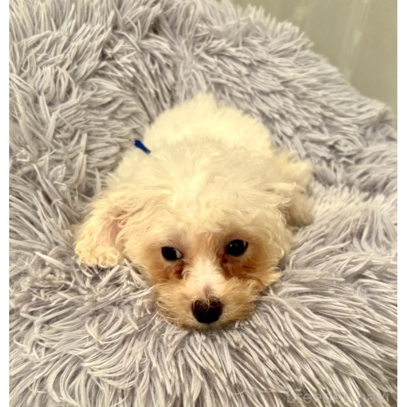 販売中の東京都のミックス犬-404054の2枚目