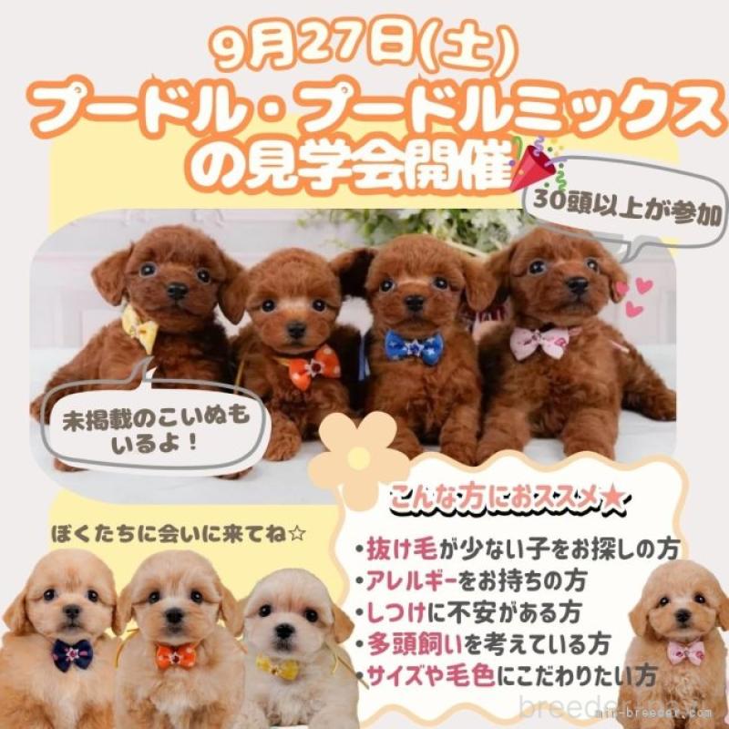 販売中の神奈川県のティーカッププードル-416733の20枚目
