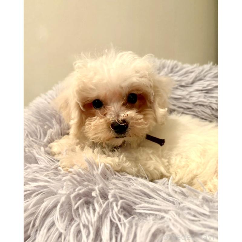 販売中の東京都のミックス犬-404057の9枚目