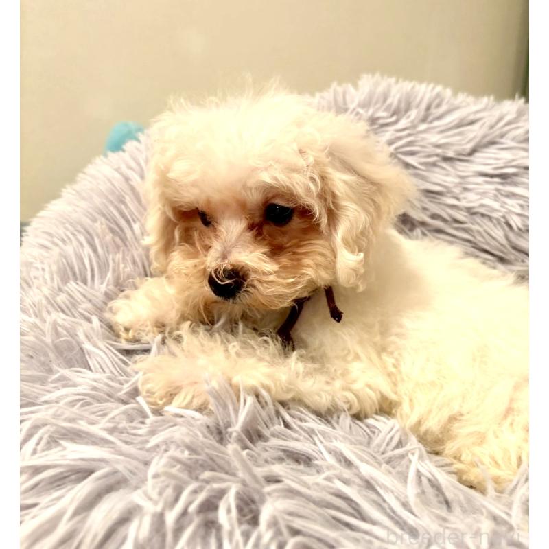 販売中の東京都のミックス犬-404057の8枚目