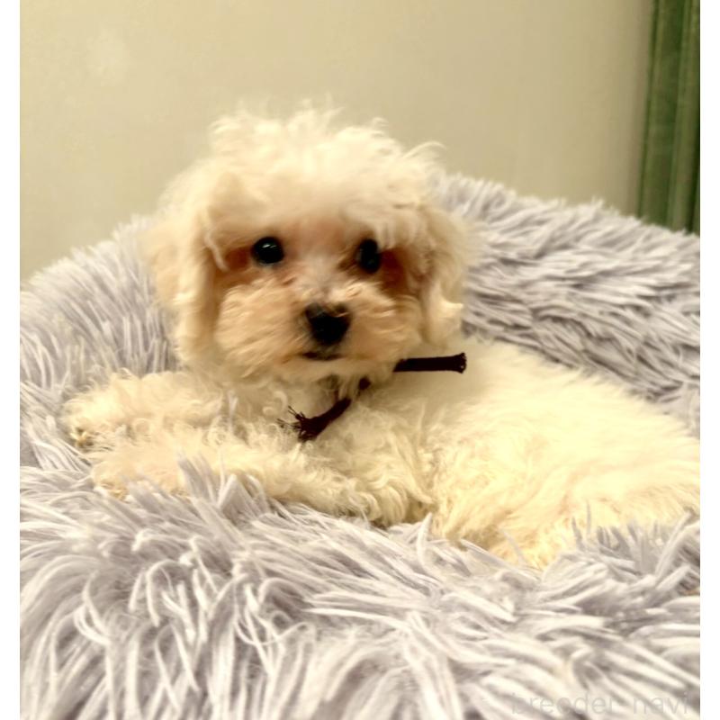 販売中の東京都のミックス犬-404057