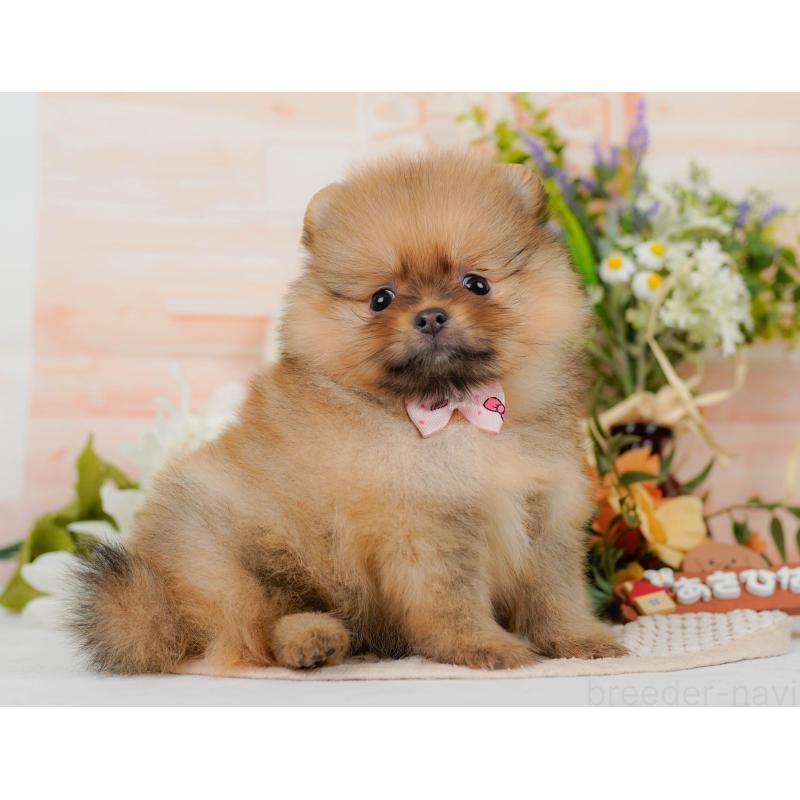 販売中の神奈川県のポメラニアン-416726の10枚目
