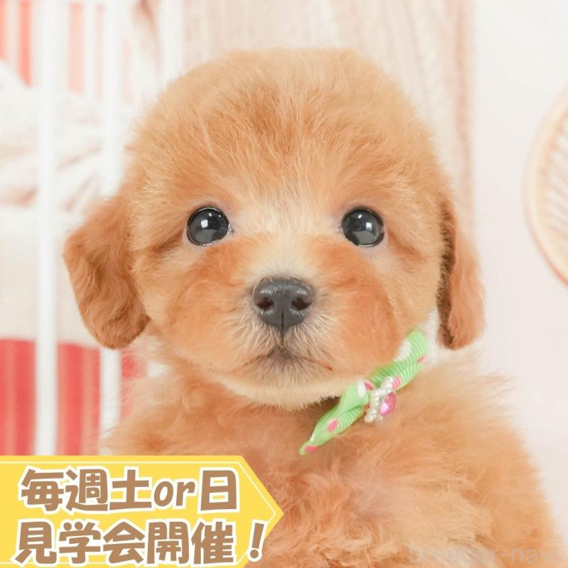 販売中の静岡県のトイプードル-416737の1枚目