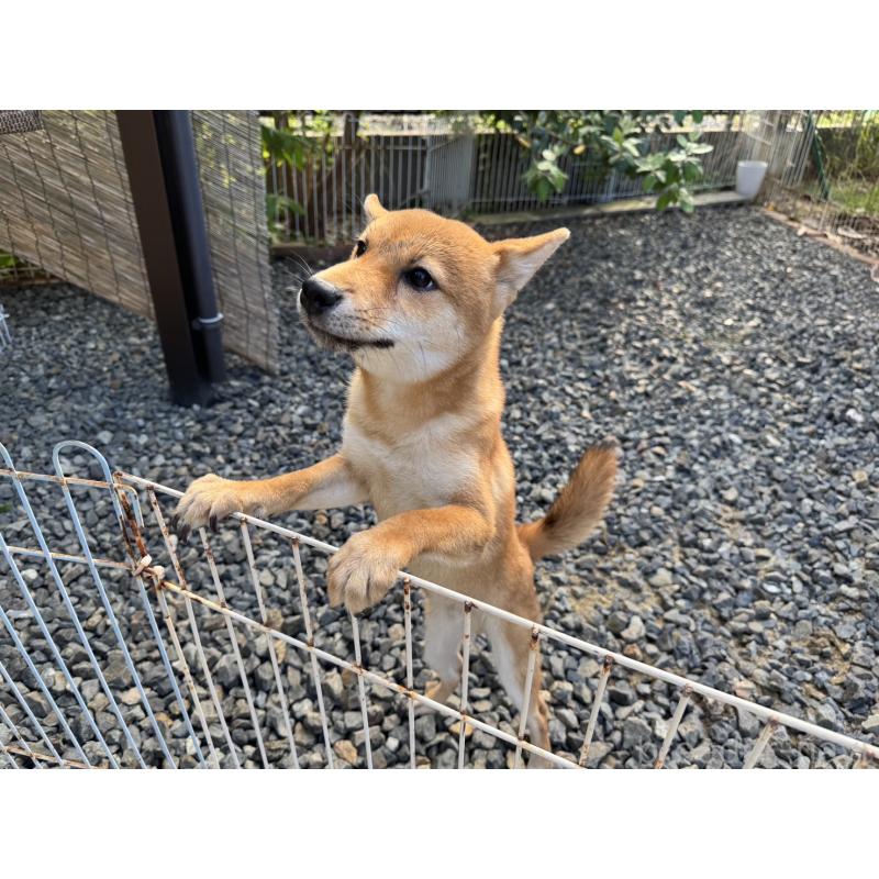 販売中の岡山県の柴犬-386668の5枚目