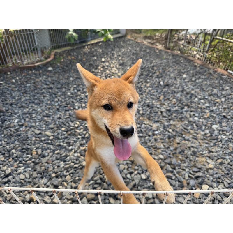 販売中の岡山県の柴犬-386668の4枚目