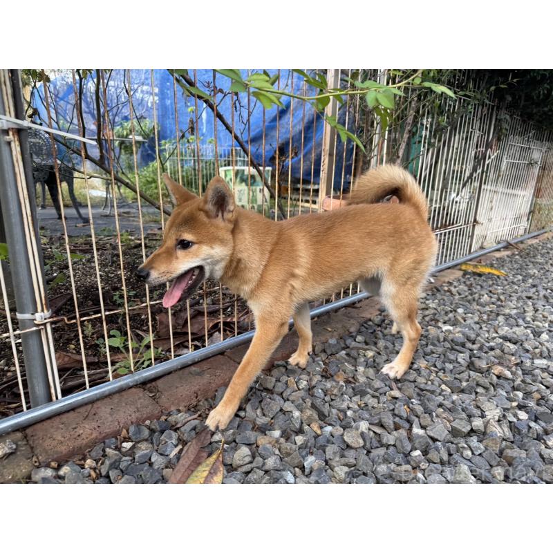 販売中の岡山県の柴犬-386668の3枚目