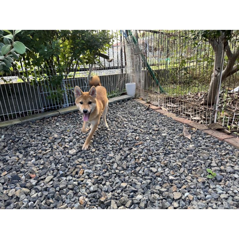 販売中の岡山県の柴犬-386668の2枚目