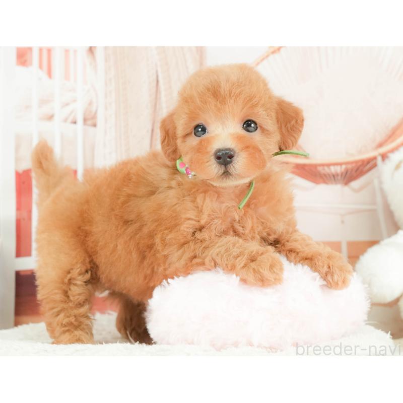 販売中の静岡県のトイプードル-416737の6枚目