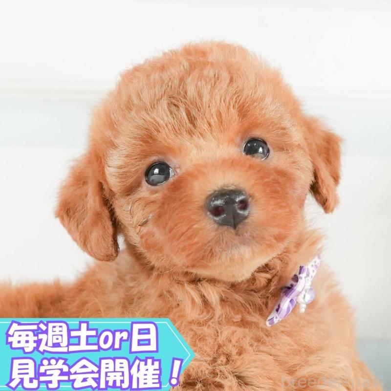 販売中の静岡県のトイプードル-416800