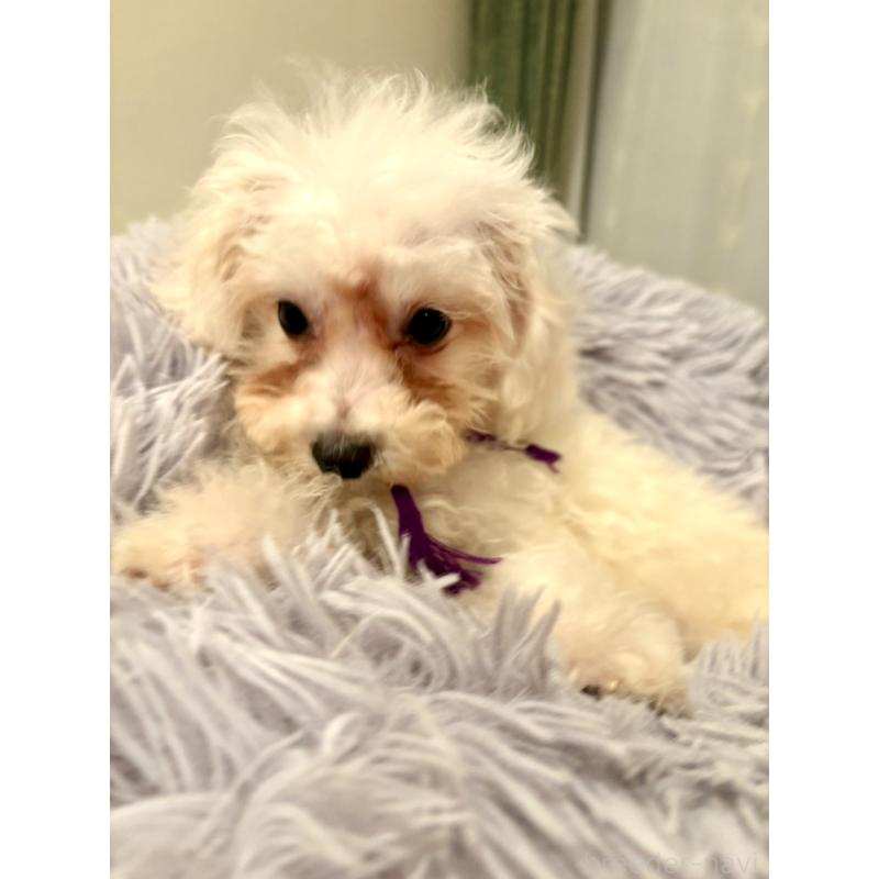 販売中の東京都のミックス犬-398962の4枚目