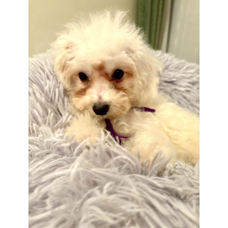 販売中の東京都のミックス犬-398962の3枚目