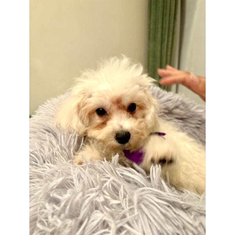 販売中の東京都のミックス犬-398962の2枚目