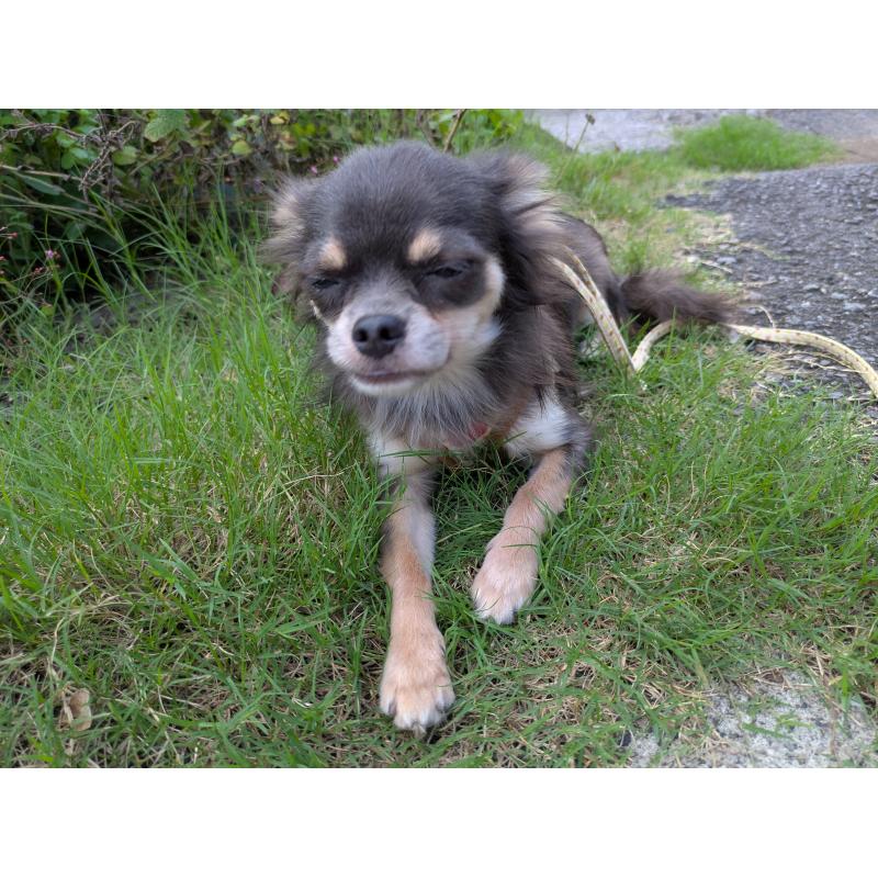 成約済の大分県のチワワ(ロングコート)-358637の8枚目