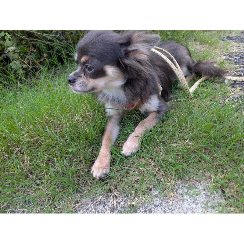 成約済の大分県のチワワ(ロングコート)-358637の7枚目