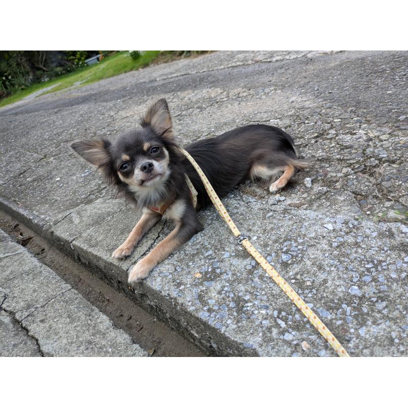 成約済の大分県のチワワ(ロングコート)-358637の6枚目