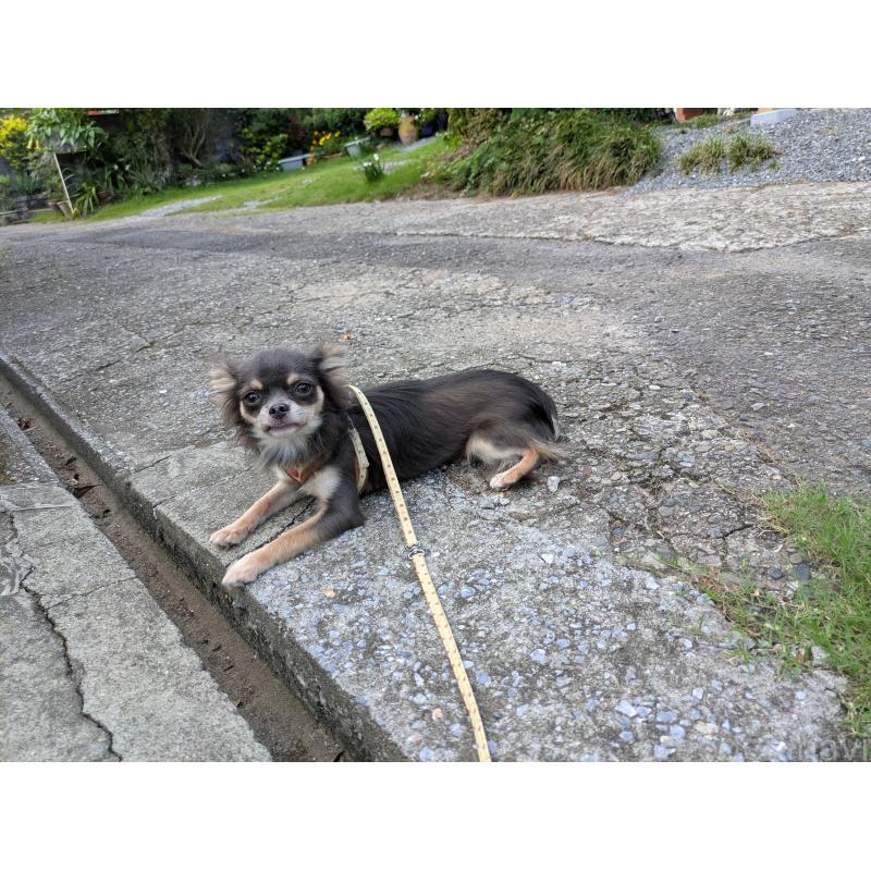 成約済の大分県のチワワ(ロングコート)-358637の5枚目