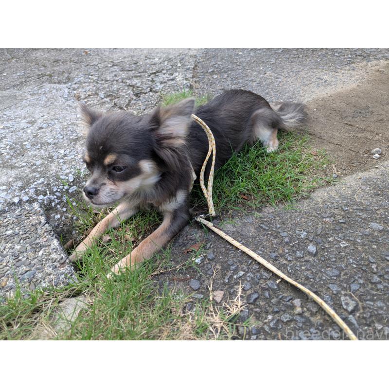 成約済の大分県のチワワ(ロングコート)-358637の4枚目