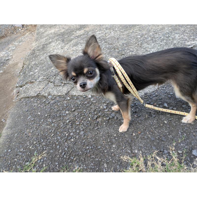 成約済の大分県のチワワ(ロングコート)-358637の3枚目