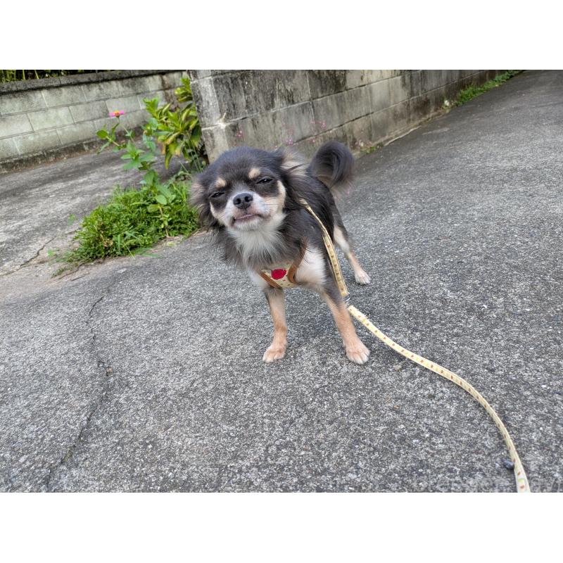 成約済の大分県のチワワ(ロングコート)-358637の2枚目