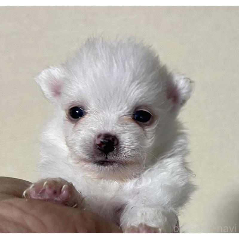 成約済の岡山県のポメラニアン-412608の7枚目