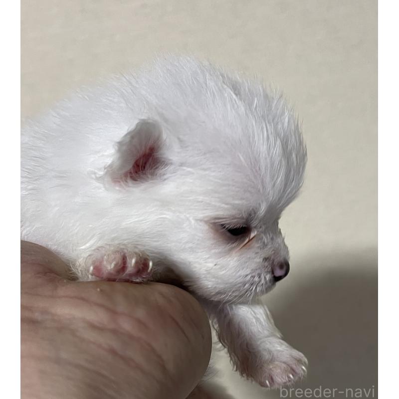 成約済の岡山県のポメラニアン-412608の6枚目