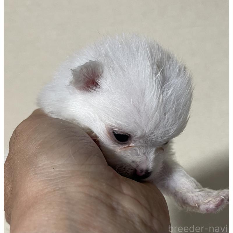 成約済の岡山県のポメラニアン-412608の5枚目