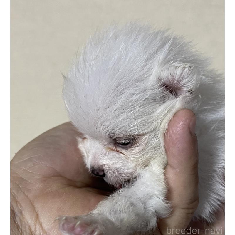 成約済の岡山県のポメラニアン-412608の4枚目