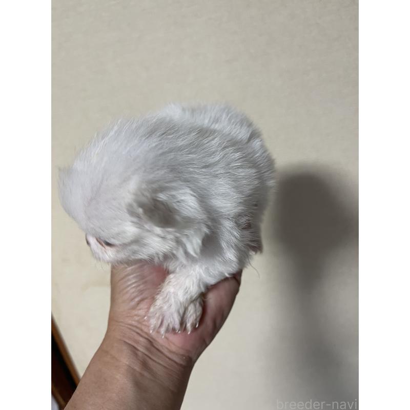 成約済の岡山県のポメラニアン-412608の3枚目