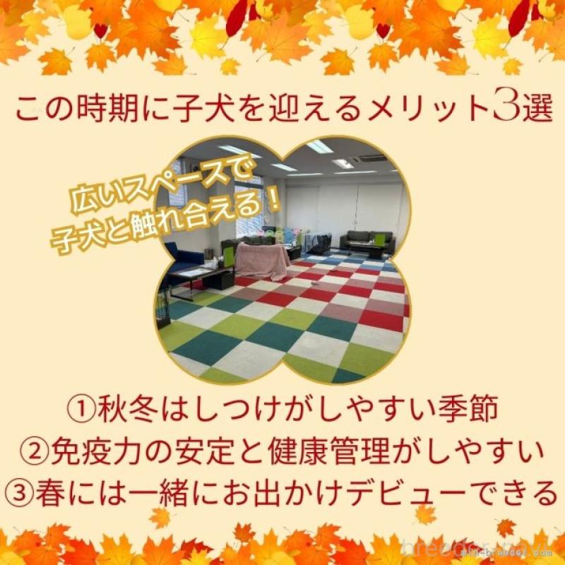 販売中の東京都のマルプー:マルチーズ×トイプードル-419606の9枚目
