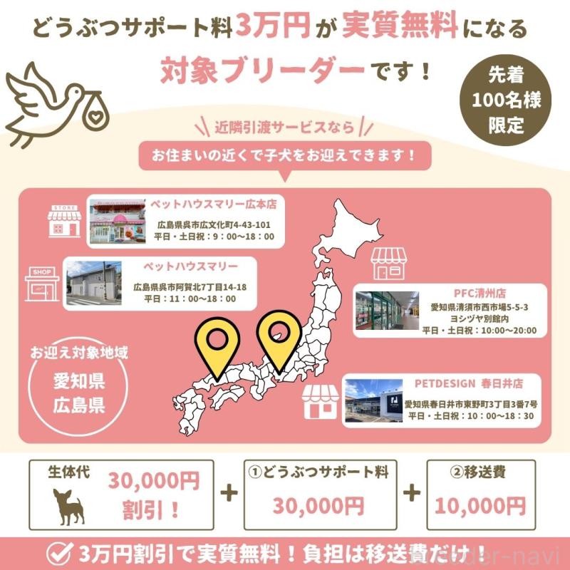 販売中の東京都のマルプー:マルチーズ×トイプードル-419606の8枚目