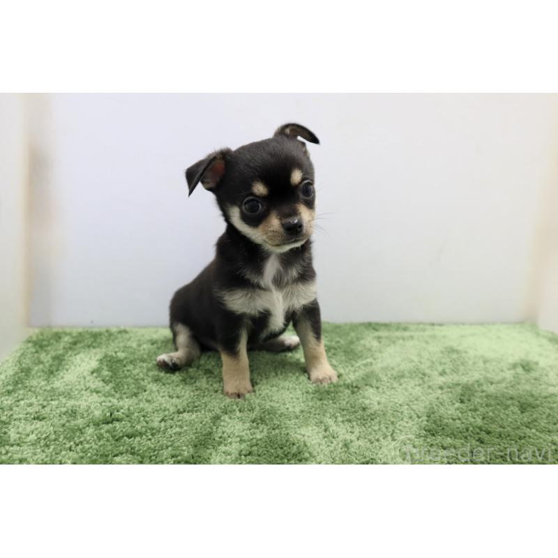 成約済の群馬県のチワワ(スムースコート)-413341の6枚目