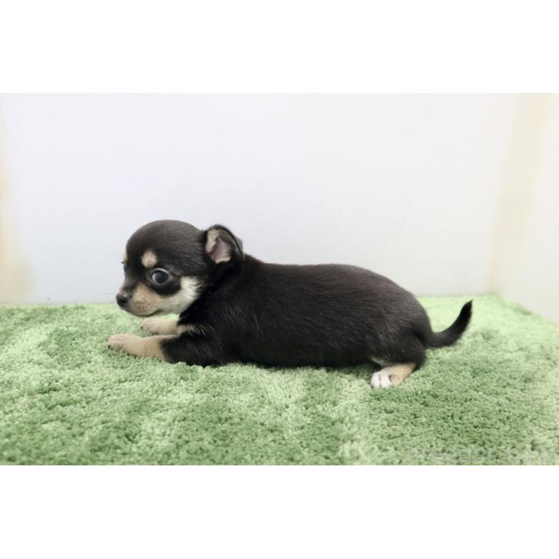 成約済の群馬県のチワワ(スムースコート)-413341の5枚目