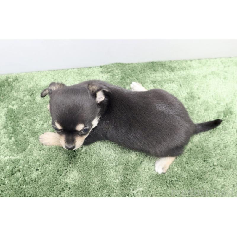 成約済の群馬県のチワワ(スムースコート)-413341の4枚目