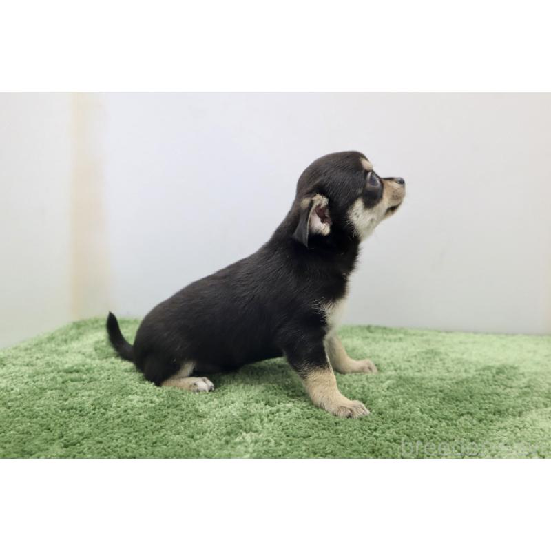 成約済の群馬県のチワワ(スムースコート)-413341の3枚目