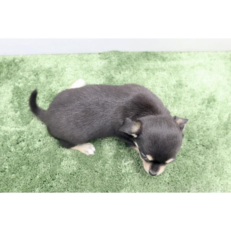 成約済の群馬県のチワワ(スムースコート)-413341の2枚目