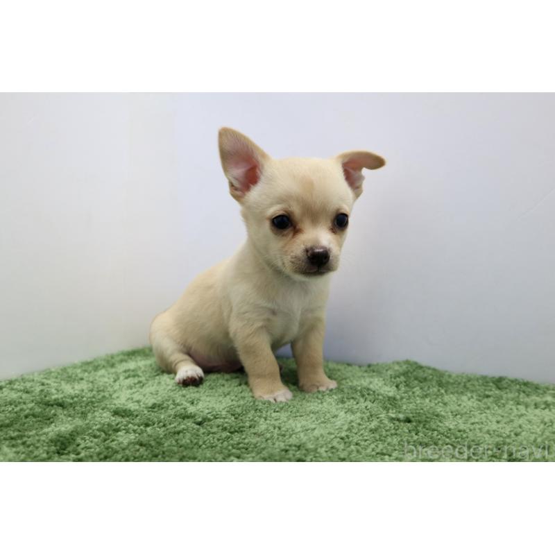 成約済の群馬県のチワワ(スムースコート)-413344の6枚目