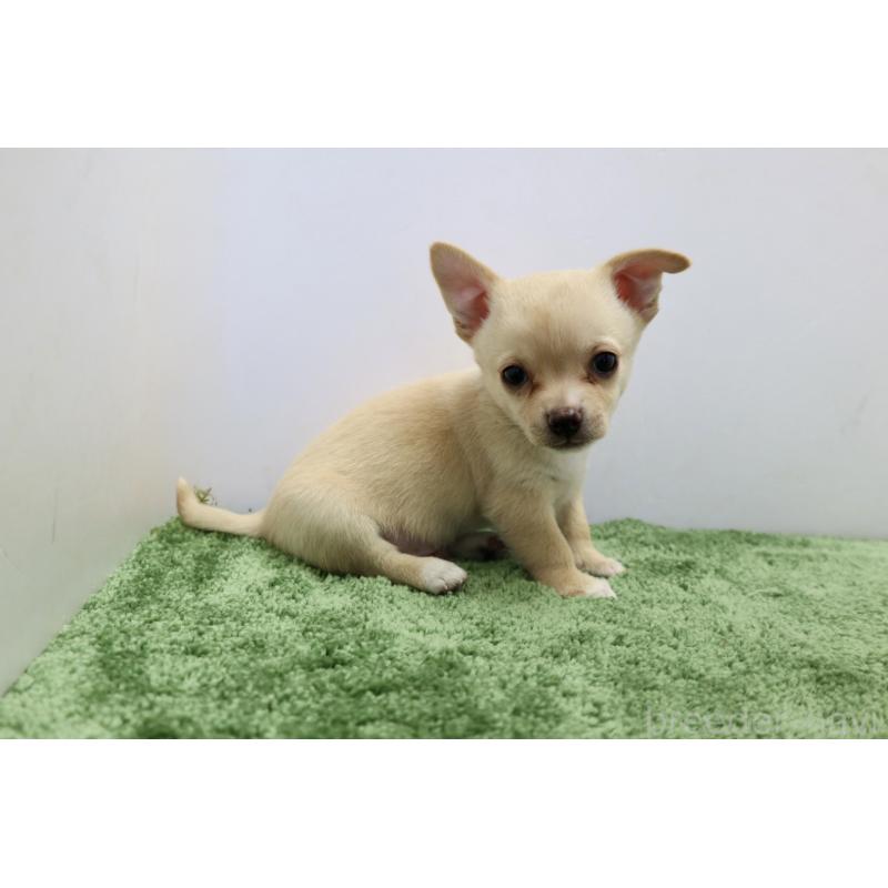 成約済の群馬県のチワワ(スムースコート)-413344の5枚目