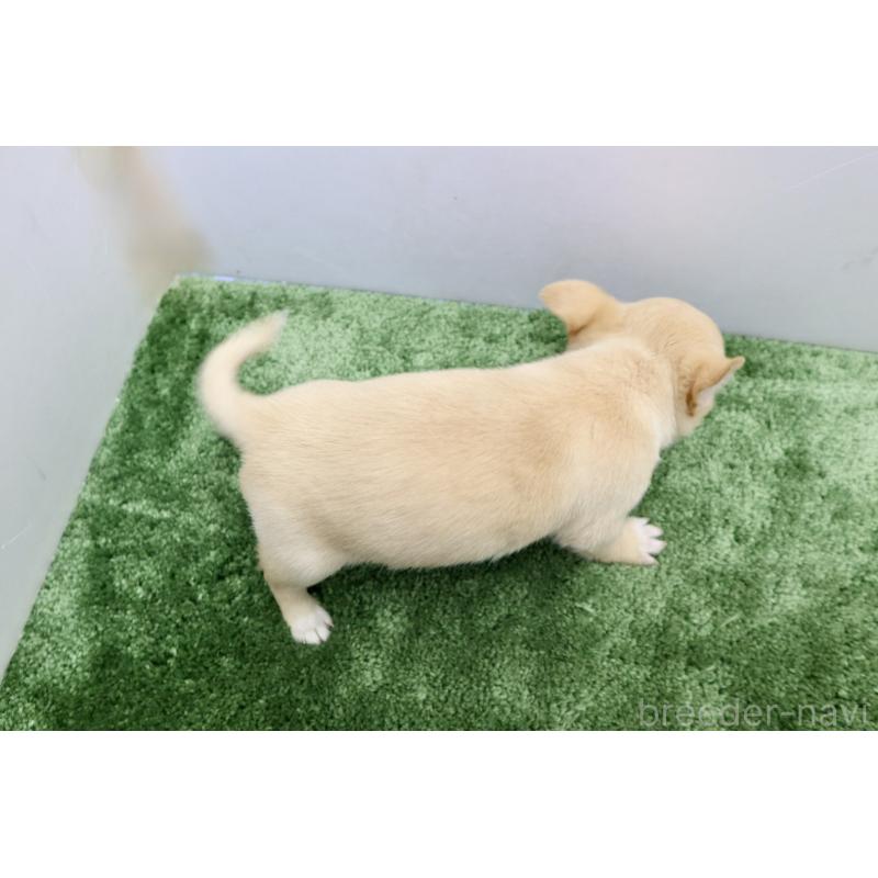 成約済の群馬県のチワワ(スムースコート)-413344の4枚目