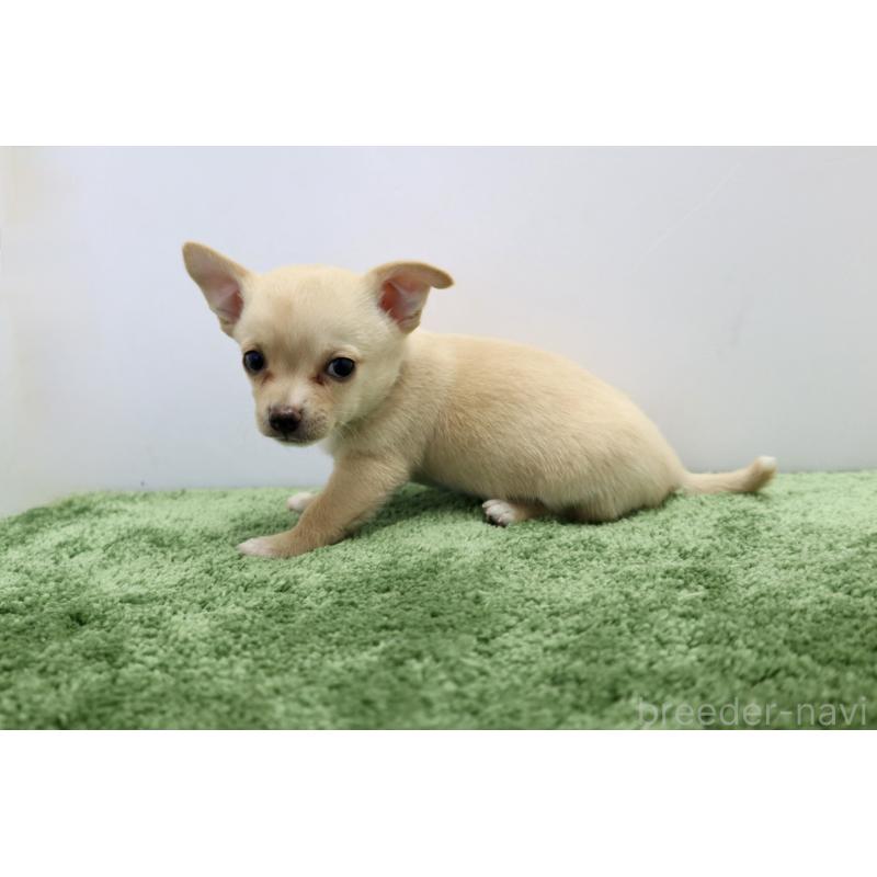 成約済の群馬県のチワワ(スムースコート)-413344の3枚目