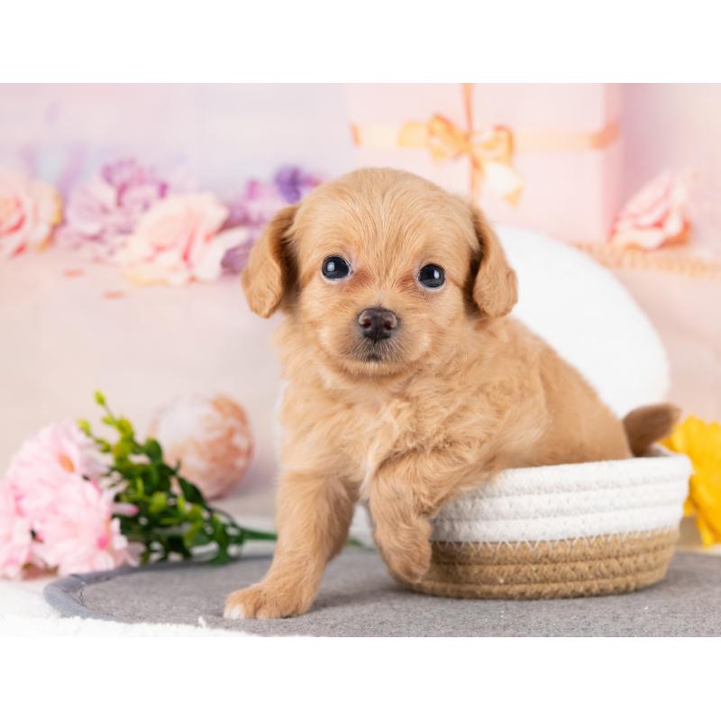 販売中の岐阜県のミックス犬-418455の6枚目