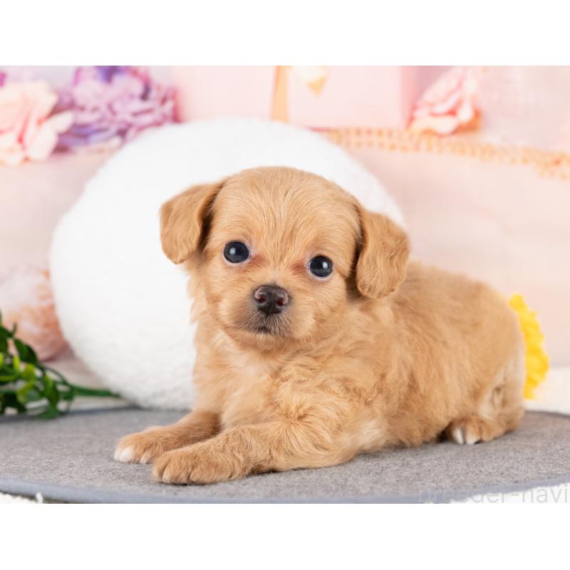 販売中の岐阜県のミックス犬-418455の5枚目