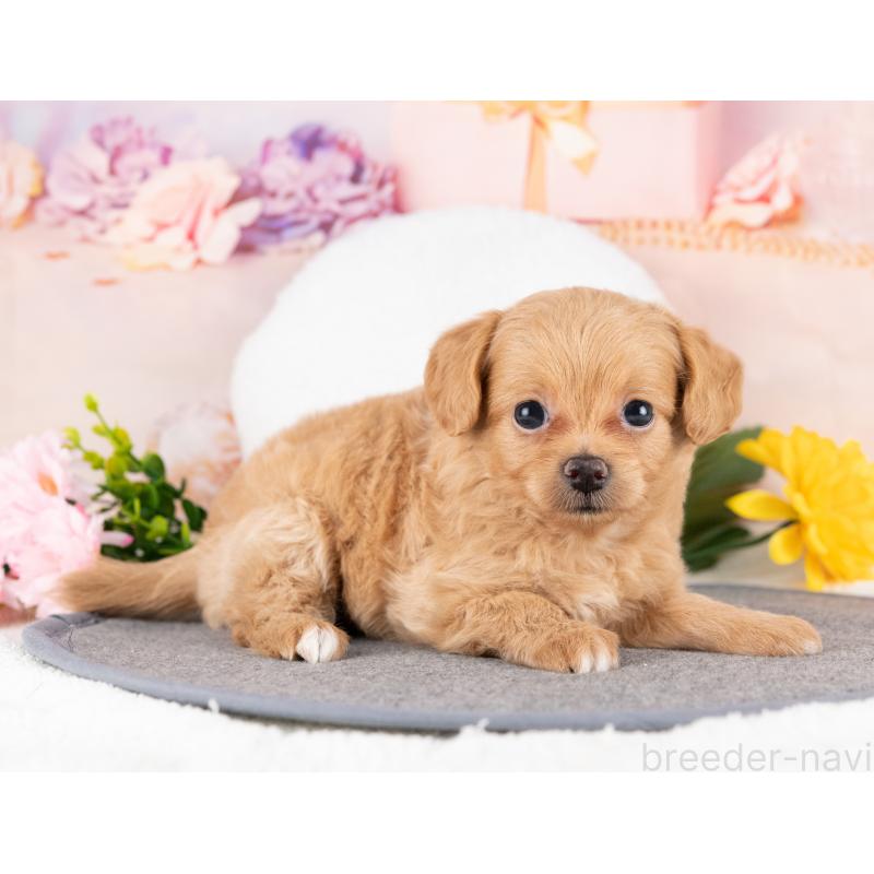販売中の岐阜県のミックス犬-418455の4枚目