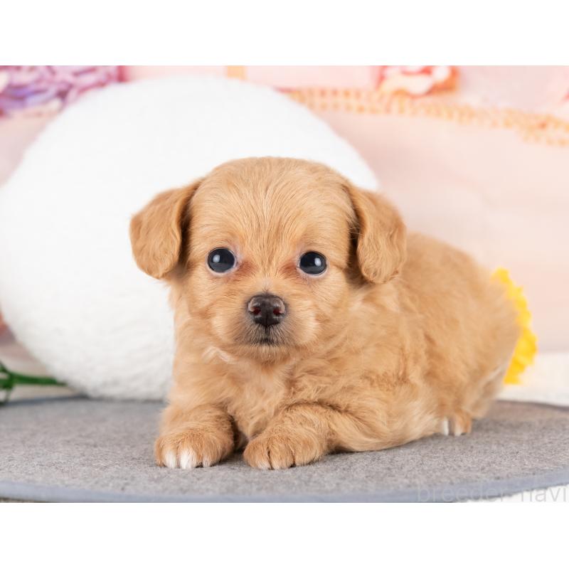 販売中の岐阜県のミックス犬-418455の3枚目