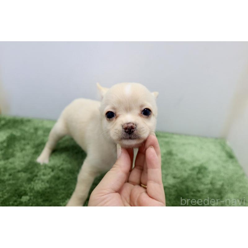 成約済の群馬県のチワワ(スムースコート)-413343の6枚目